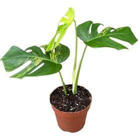 Resim Monstera Deliciosa 'Aurea' (Deve Tabanı) Ø17 CM Y40-45 CM 