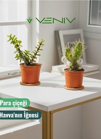 Resim 2 Adet Canlı Kaktüs - Para Çiçeği- Havva'nın İğnesi 2 