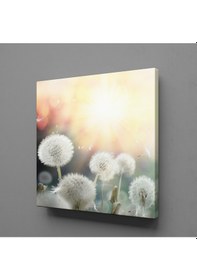 Resim Karahindiba Çiçekleri Kanvas Tablo 200x200cm 