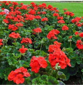 Resim Sardunya Çiçeği Kırmızı Renk 3 Adet 