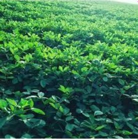 Resim Kaplamasız Dökme Yonca Tohumu 10 Kg 