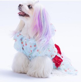 Resim Mavi Valencia Çiçek Desenli Elbise Kedi Köpek Elbisesi - Kedi Köpek Kıyafeti 
