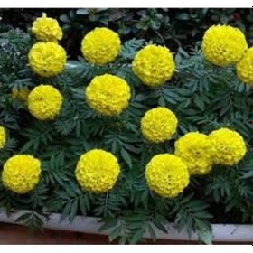 Resim 50 Adet Tohum Hobi Bahçe Balkon Sarı Karanfil Çiçek Mezarlık Kabi 