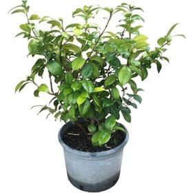 Resim Çok Yıllık Büyük Boy Kamelya Çiçeği Beyaz Çiçekli 