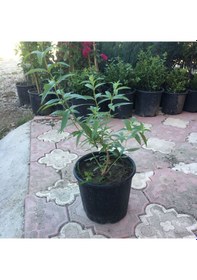 Resim Saksıda Kokulu Limon Otu Melisa Fidanı 
