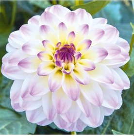 Resim Çift Renk Dahlia Yıldız Çiçegi Soganı ( 4adet )-4155100534 