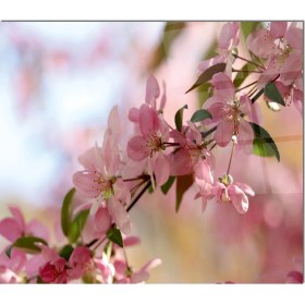 Resim Olinpa Cam Ocak Arkası Koruyucu | Çiçek 