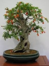 Resim Süs Narı 1adet 5944 