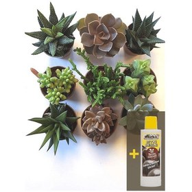 Resim Sukulent 9'lu Set Sukulent Besini 225 Ml 