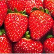 Resim Rüzgarbotanik Rubygem Çilek Fidesi 30 Adet 