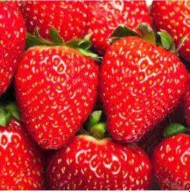 Resim Rüzgarbotanik Rubygem Çilek Fidesi 30 Adet 