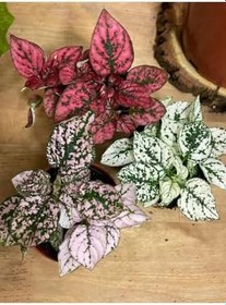 Resim Kırmızı-Pembe-Beyaz Renk Hostes Çiçeği 3 Adet(Hypoestes) 