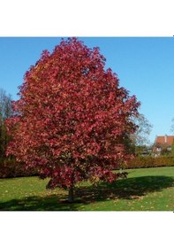 Resim Liquidambar Styraciflua Amerikan Sığlası Tohumu 10 Tohum 