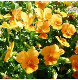 Resim Chantreyland Cornuta Violet Menekşe Çiçeği Tohumu 100 Tohum 