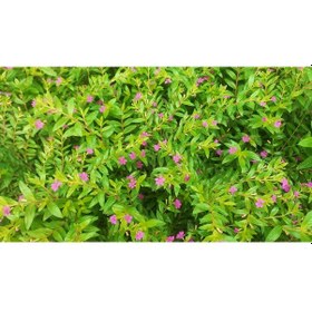 Resim KUFEYA CENNET ÇİÇEĞİ 5 ADET 