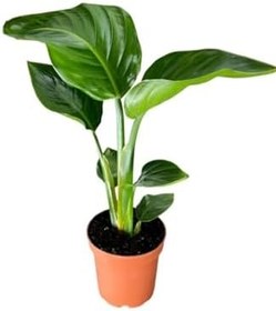 Resim Strelitzia Cennet Kuşu Çiçeği 1 Adet Saksılı 10-30Cm Mini Boy Starliçe Çiçeği, SRD03022025BYB409 