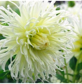Resim Dev Çiçekli White Lace Dahlia Yıldız Çiçeği Yumrusu 1 Adet 
