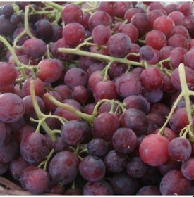 Resim Tüplü Antik Dönem Anadolu Foça Karası Üzüm Fidanı 