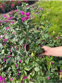 Resim Canlı Dolgun Formlu Mor Renk Begonvil Çiçeği 40-60cm Purple Bougainvillea 