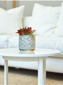 Resim Bitkitürk-beton Saksıda Zümrüt Dalgası Ofis Salon Ev Bitkileri 