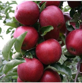 Resim Tüplü Yarı Bodur Red Jonaprince Elma Fidanı 
