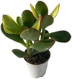 Resim Mor Salkım Ağacı Fidanı Sarmaşık 1 Adet Saksılı 40-60Cm +Yeşim Para Çiçeği 