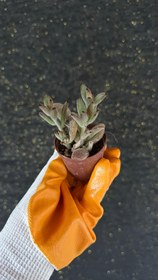 Resim NuNu By Panda Mini Sukulent (Kalanchoe Tomentosa) - 6-12 cm 