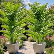 Resim 2 Paket Büyük Gerçekçi Yapay Tropikal Palmiye Ağaçları - Bahçe, Veranda, Havuz Alanı için Yemyeşil Yapraklı Yüksek Kaliteli Plastik İç/Dış Dekorasyon - Bakım Gerektirmez, Saksıya İhtiyaç Yok, Noel, Şükran Günü, Anneler Günü, Halloween, Brownstown Günü & 4 Temmuz için Tatil Süslemesi, Palmiye Ağacı Dekoru, Bahçe Geliştirme, Veranda Süsleme, Bayramlık Dekorasyon, İç ve Dış Mekan Kullanımı, Dayanıklı Plastik, Canlı Görünüşlü Yapraklar, Hava Koşullarına Dirençli Malzeme 