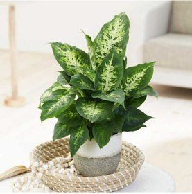 Resim Dieffenbachia Compacta - 20-30 Cm 5 Adet 