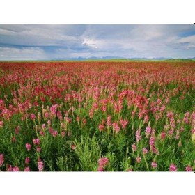 Resim 2000 Adet Tavşan Yemi Korunga Tohumu 