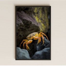 Resim Kaya Üstünde Sarı Yengeç Temalı Realistik Pleksi Tablo 