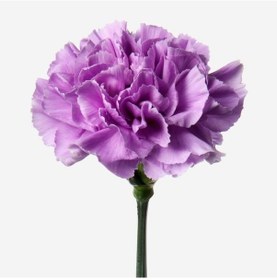Resim Chabaud Violet Katmerli Karanfil Çiçeği Tohumu 70 Adet 