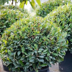 Resim Tüplü Aromatik Şifalı Defne Fidanı 