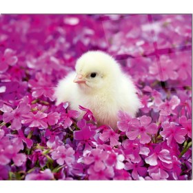 Resim Olinpa Cam Ocak Arkası Koruyucu | Beyaz Civciv 