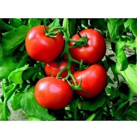 Resim Agrobazaar Tarla Domatesi Tohumu 50+ Adet Tohum 