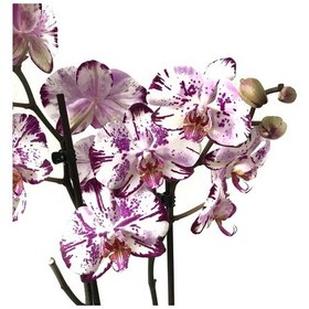 Resim Phalaenopsis 'Ismaeli' (Mor Beyaz Orkide) Ø12 CM 70-80 CM 