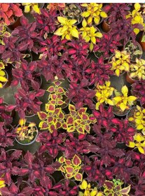 Resim Çilli Yaprak Güzeli Çiçeği 1 Adet Kolyos 10-20cm 