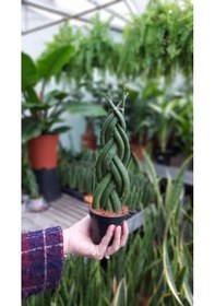 Resim Sanseveria - Örgülü 5106 