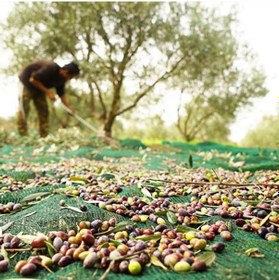 Resim 4x4 Metre Zeytin Sergisi Zeytin Toplama Filesi Fındık Fıstık Örtüsü Gölgelik Dut Meyve Sergisi Taban Örtüsü 