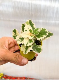 Resim Nura Botanik Çok Avantajlı Adaçayı Kokulu Beyaz Alacalı Sukulent 5-10 Cm Tüplü Çiçekli 
