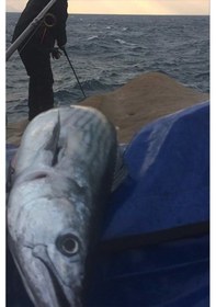 Resim Sf Jig Sardin 22g - Sahte Yem Kaşık Rapala - Levrek, Palamut, Lü 
