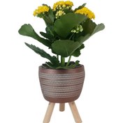 Resim Sarı Kalanşo Kiremit Rengi Damla Saksıda Kalanchoe 