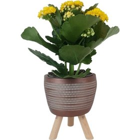 Resim Sarı Kalanşo Kiremit Rengi Damla Saksıda Kalanchoe 