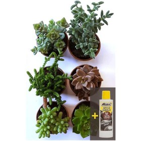 Resim Sukulent 6'lı set + Sukulent Besini 225 ml 