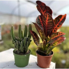 Resim Büyük Kaktüs Ve Kraton Çiçeği 2 Li Hediye Paketi+kart Notu 