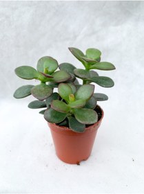 Resim Nura Botanik Crassula Ovata Sukulent Para Ağacı Şans Bitkisi 5.5 cm Saksıda 