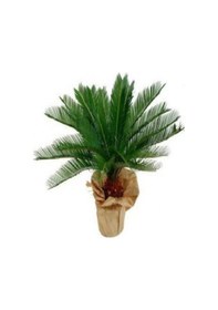 Resim Cycas Ağacı Tohumu Sikas Ağacı Tohumu Revoluta Süs Ağacı 3 Adet Dev Tohum 