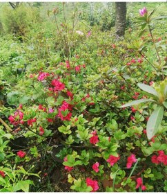 Resim Açelya Çiçeği Kırmızı 30-50 Cm Tüplü Ve Saksılı 