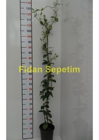 Resim 10 Adet Arap Yasemini Fidanı Paketi 