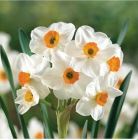 Resim Özel Çeşit Nadir Geranium Nergis Soğanı 3 Adet 